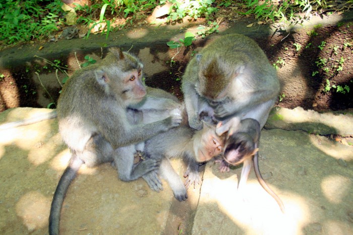 Bali - Monkey Forest / foto: dovolenkářka