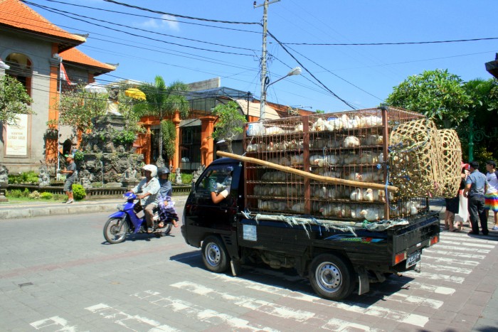 Ubud / foto: dovolenkářka