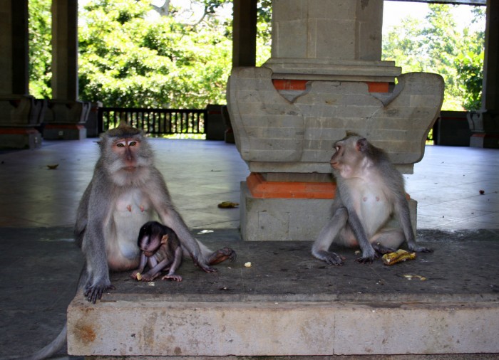 Monkey Forest / foto: dovolenkářka