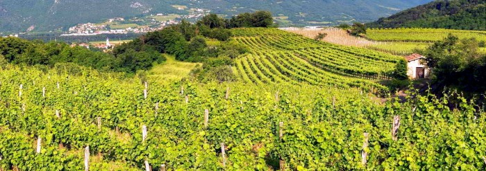 Slovinsko - Vinařství Rondič / foto: Vinařství Rondič